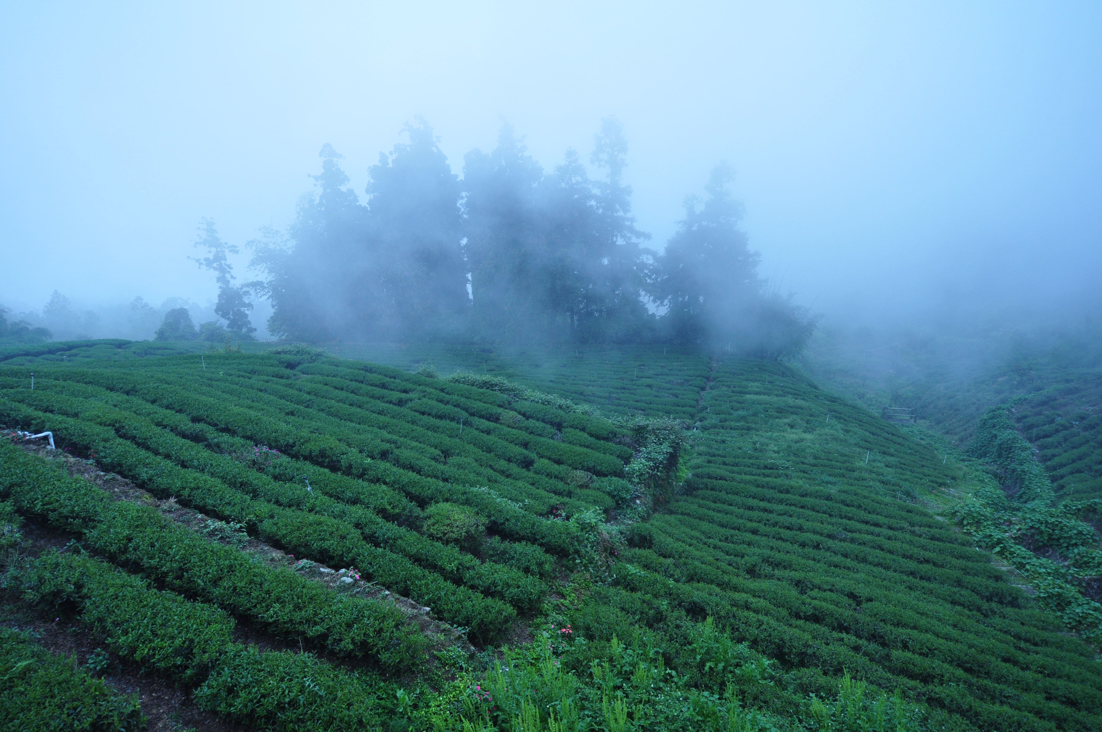 茶園氣候采集系統